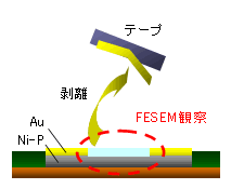 図1 テープ剥離テストの概要