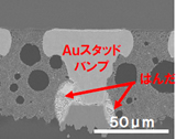 Ａｕ-Ｓｎ接合断面